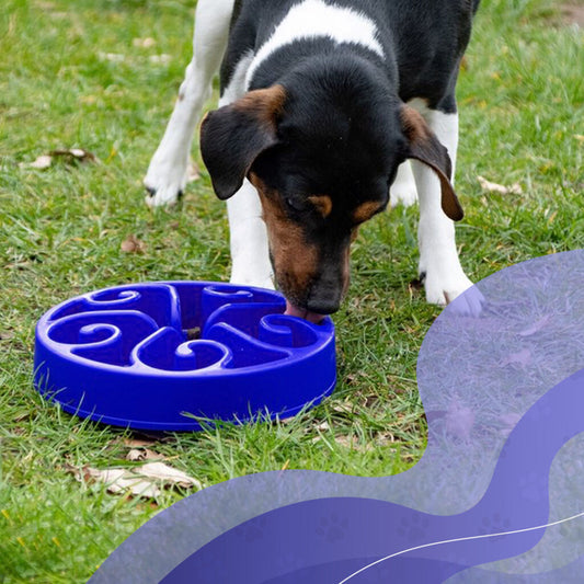 Slow feeder Live Longer Original albastru L