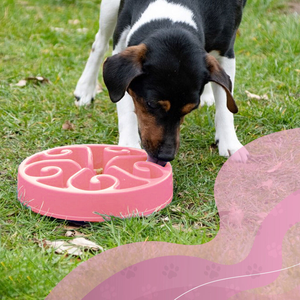 Slow feeder Live Longer Original roz L