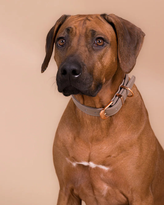 PAIKKA Zgardă Lignify Taupe