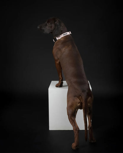 PAIKKA Zgardă Glow Roz Pudrat